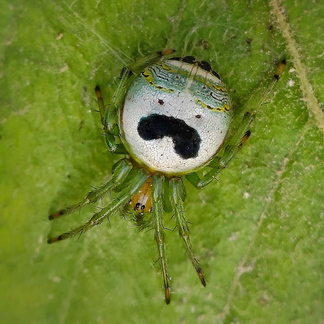 Nikon otwiera nabór do Comedy Wildlife Awards 2026. Rusza kolejna edycja konkursu fotografii przyrodniczej